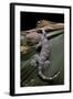Gekko Gecko (Tokay Gecko)-Paul Starosta-Framed Photographic Print