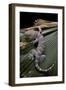 Gekko Gecko (Tokay Gecko)-Paul Starosta-Framed Photographic Print