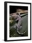 Gekko Gecko (Tokay Gecko)-Paul Starosta-Framed Photographic Print