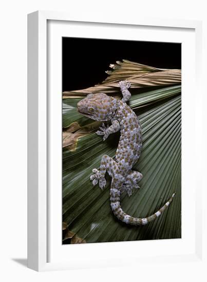 Gekko Gecko (Tokay Gecko)-Paul Starosta-Framed Photographic Print