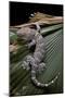 Gekko Gecko (Tokay Gecko)-Paul Starosta-Mounted Photographic Print