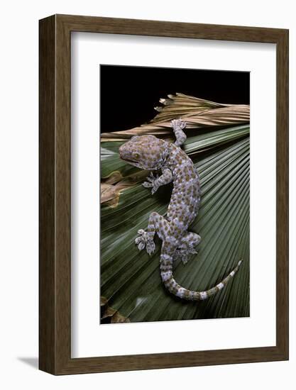 Gekko Gecko (Tokay Gecko)-Paul Starosta-Framed Photographic Print