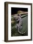 Gekko Gecko (Tokay Gecko)-Paul Starosta-Framed Photographic Print