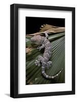 Gekko Gecko (Tokay Gecko)-Paul Starosta-Framed Photographic Print