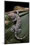 Gekko Gecko (Tokay Gecko)-Paul Starosta-Mounted Photographic Print