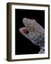 Gekko Gecko (Tokay Gecko)-Paul Starosta-Framed Photographic Print