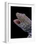 Gekko Gecko (Tokay Gecko)-Paul Starosta-Framed Photographic Print