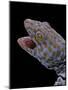 Gekko Gecko (Tokay Gecko)-Paul Starosta-Mounted Photographic Print