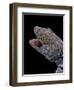 Gekko Gecko (Tokay Gecko)-Paul Starosta-Framed Photographic Print