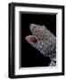 Gekko Gecko (Tokay Gecko)-Paul Starosta-Framed Photographic Print