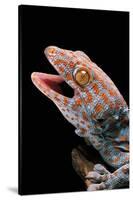 Gekko Gecko (Tokay Gecko)-Paul Starosta-Stretched Canvas