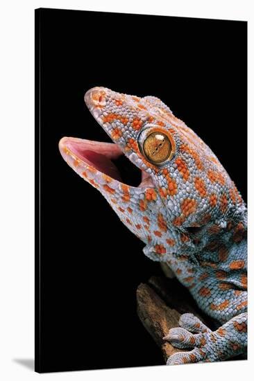 Gekko Gecko (Tokay Gecko)-Paul Starosta-Stretched Canvas