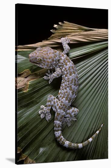 Gekko Gecko (Tokay Gecko)-Paul Starosta-Stretched Canvas