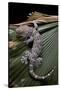 Gekko Gecko (Tokay Gecko)-Paul Starosta-Stretched Canvas