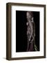 Gekko Vittatus (Lined Gecko)-Paul Starosta-Framed Photographic Print