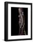 Gekko Vittatus (Lined Gecko)-Paul Starosta-Framed Photographic Print