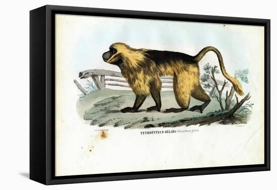 Gelada Baboon, 1863-79-Raimundo Petraroja-Framed Stretched Canvas