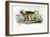 Gelada Baboon, 1863-79-Raimundo Petraroja-Framed Giclee Print