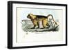 Gelada Baboon, 1863-79-Raimundo Petraroja-Framed Giclee Print