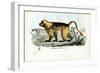 Gelada Baboon, 1863-79-Raimundo Petraroja-Framed Giclee Print