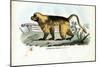 Gelada Baboon, 1863-79-Raimundo Petraroja-Mounted Giclee Print