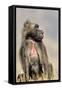 Gelada Baboon Male Sitting-null-Framed Stretched Canvas