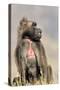 Gelada Baboon Male Sitting-null-Stretched Canvas