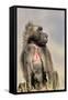 Gelada Baboon Male Sitting-null-Framed Stretched Canvas