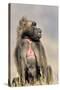 Gelada Baboon Male Sitting-null-Stretched Canvas