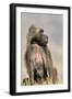 Gelada Baboon Male Sitting-null-Framed Photographic Print