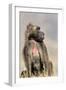 Gelada Baboon Male Sitting-null-Framed Photographic Print