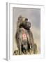 Gelada Baboon Male Sitting-null-Framed Photographic Print