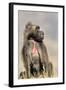 Gelada Baboon Male Sitting-null-Framed Photographic Print