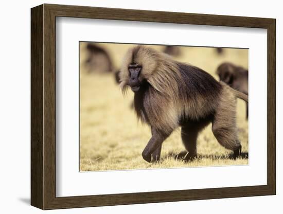 Gelada Baboon (Theropithecus Gelada) Endemic to Ethiopia, Simien National Park, Ethiopia-Elio Della Ferrera-Framed Photographic Print