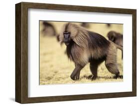 Gelada Baboon (Theropithecus Gelada) Endemic to Ethiopia, Simien National Park, Ethiopia-Elio Della Ferrera-Framed Photographic Print