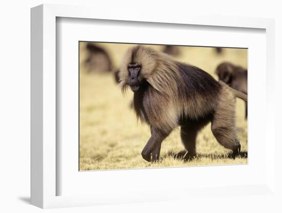 Gelada Baboon (Theropithecus Gelada) Endemic to Ethiopia, Simien National Park, Ethiopia-Elio Della Ferrera-Framed Photographic Print