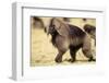 Gelada Baboon (Theropithecus Gelada) Endemic to Ethiopia, Simien National Park, Ethiopia-Elio Della Ferrera-Framed Photographic Print