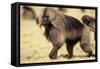 Gelada Baboon (Theropithecus Gelada) Endemic to Ethiopia, Simien National Park, Ethiopia-Elio Della Ferrera-Framed Stretched Canvas