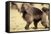 Gelada Baboon (Theropithecus Gelada) Endemic to Ethiopia, Simien National Park, Ethiopia-Elio Della Ferrera-Framed Stretched Canvas