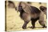 Gelada Baboon (Theropithecus Gelada) Endemic to Ethiopia, Simien National Park, Ethiopia-Elio Della Ferrera-Stretched Canvas