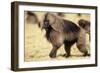 Gelada Baboon (Theropithecus Gelada) Endemic to Ethiopia, Simien National Park, Ethiopia-Elio Della Ferrera-Framed Photographic Print