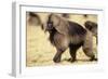 Gelada Baboon (Theropithecus Gelada) Endemic to Ethiopia, Simien National Park, Ethiopia-Elio Della Ferrera-Framed Photographic Print