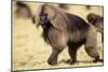 Gelada Baboon (Theropithecus Gelada) Endemic to Ethiopia, Simien National Park, Ethiopia-Elio Della Ferrera-Mounted Photographic Print