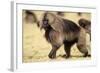 Gelada Baboon (Theropithecus Gelada) Endemic to Ethiopia, Simien National Park, Ethiopia-Elio Della Ferrera-Framed Photographic Print