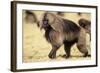 Gelada Baboon (Theropithecus Gelada) Endemic to Ethiopia, Simien National Park, Ethiopia-Elio Della Ferrera-Framed Photographic Print