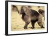 Gelada Baboon (Theropithecus Gelada) Endemic to Ethiopia, Simien National Park, Ethiopia-Elio Della Ferrera-Framed Photographic Print