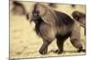 Gelada Baboon (Theropithecus Gelada) Endemic to Ethiopia, Simien National Park, Ethiopia-Elio Della Ferrera-Mounted Photographic Print