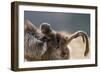 Gelada Baboon (Theropithecus Gelada) Female Carrying Baby-Constantinos Petrinos-Framed Photographic Print