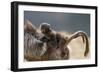 Gelada Baboon (Theropithecus Gelada) Female Carrying Baby-Constantinos Petrinos-Framed Photographic Print