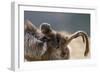 Gelada Baboon (Theropithecus Gelada) Female Carrying Baby-Constantinos Petrinos-Framed Photographic Print